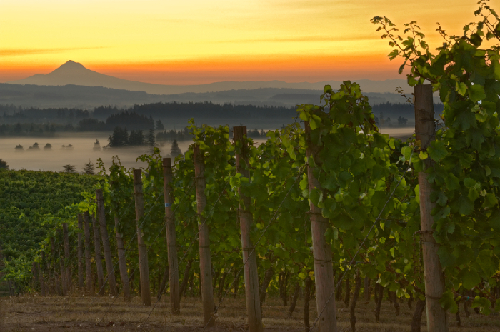 Willamette Valley Wineries Association