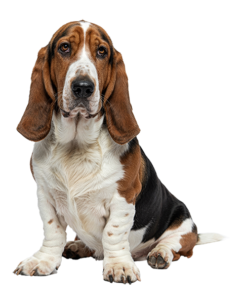 Basset Hound - Charles Crnkovich's dog breed personality match