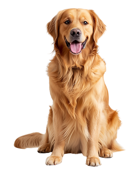 Golden Retriever - Johnnie Merritt's dog breed personality match
