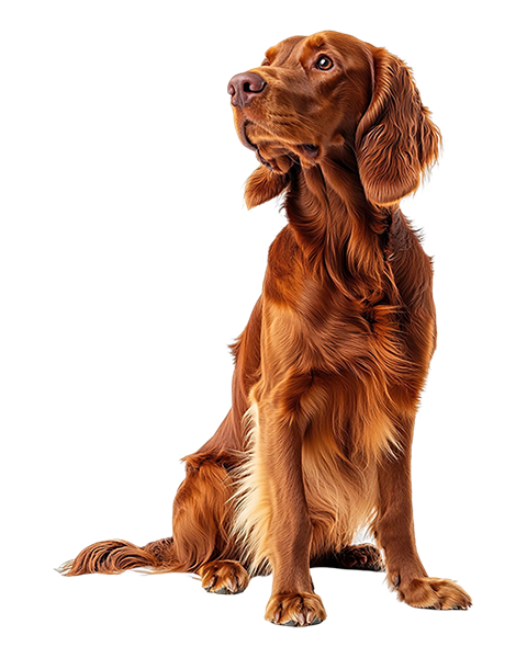 Irish Setter - Dave Nix's dog breed personality match